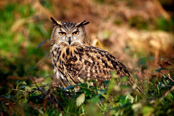 An owl in nature looks at the screen