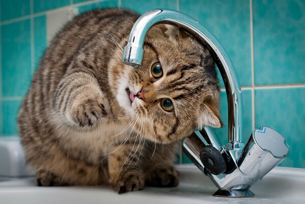 Le moment où le chat voulait boire