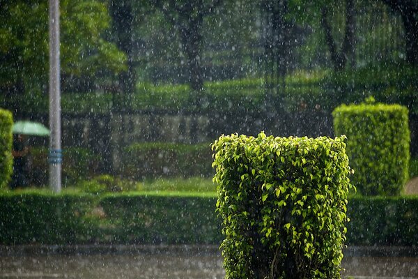 Rue avec des buissons verts sous la pluie