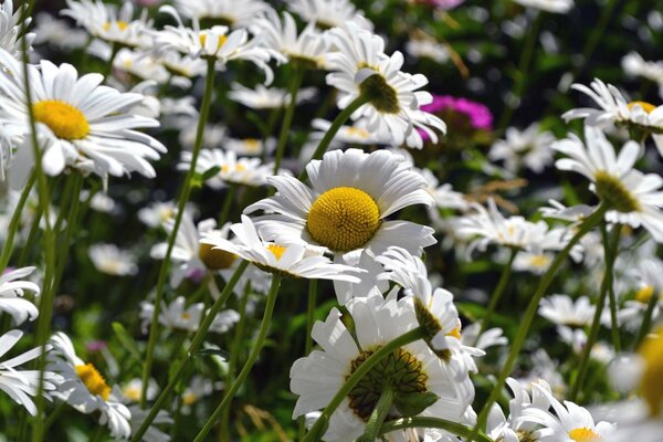 Chamomile summer after macro