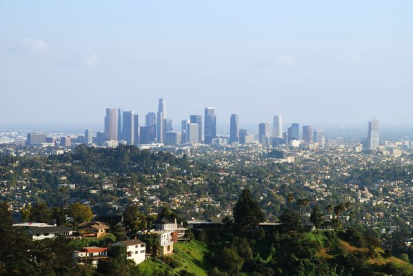 Houses lost in trees and high-rises