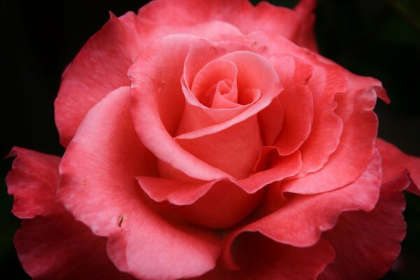 Rosa rosa con pétalos en macro tiro