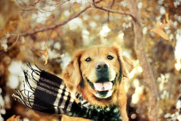 A dog in a scarf rejoices in autumn