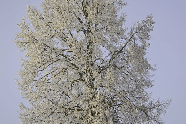 Winter tree in frost on the background of the sky