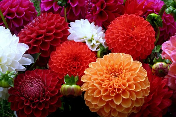 Flowering of multi-colored perennial dahlias