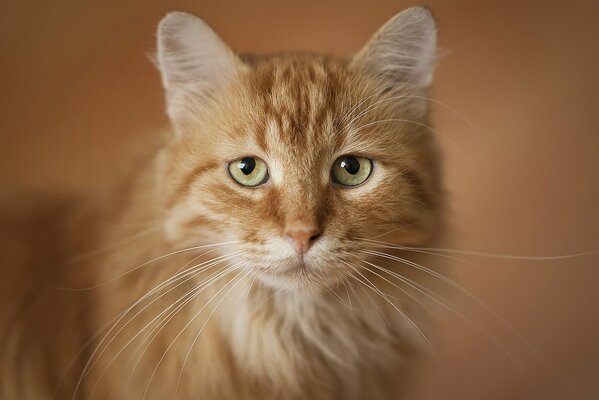 Retrato de un gato con ojos expresivos