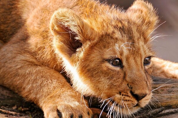 The baby lion cub is resting