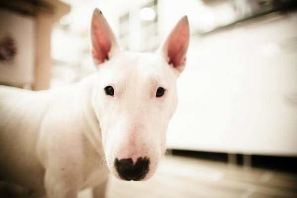 Bull Terrier blanco con nariz negra