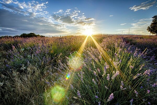 Lichtstrahlen vom Himmel auf ein blühendes Feld