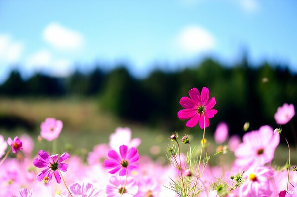 A field of pink flowers in spring