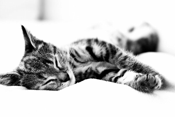 Sleeping beautiful cat on a white background