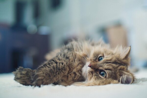 Die flauschige Katze ruht sich von einem anstrengenden Tag aus