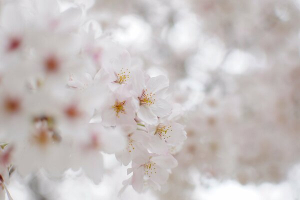 Flor de cerezo blanco como la nieve