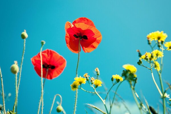 Fiori di papavero su uno sfondo di cielo blu