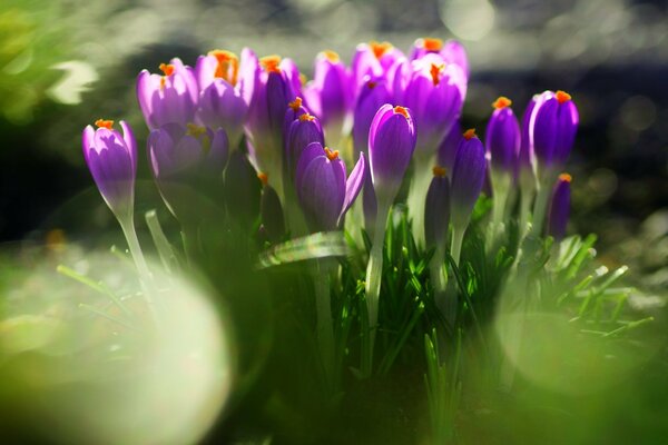 Beautiful purple crocuses on a background of greenery and glare from the sun