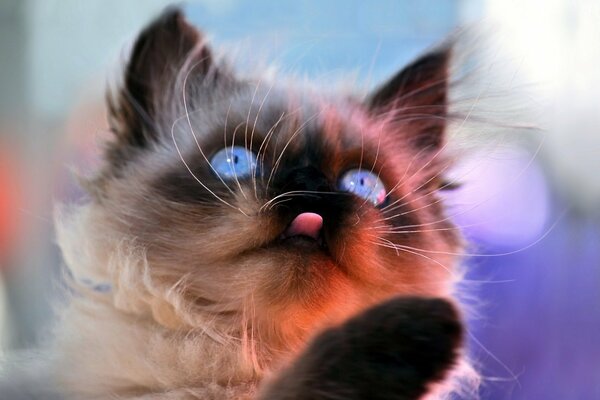 Gatito siamés con ojos azules