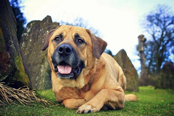 Freundlicher Hund liegt auf dem Rasen