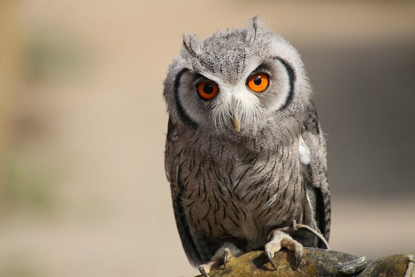 Oiseau hibou est un prédateur très dangereux