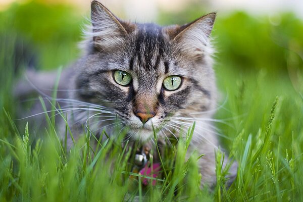 Grey cat in the grass in summer