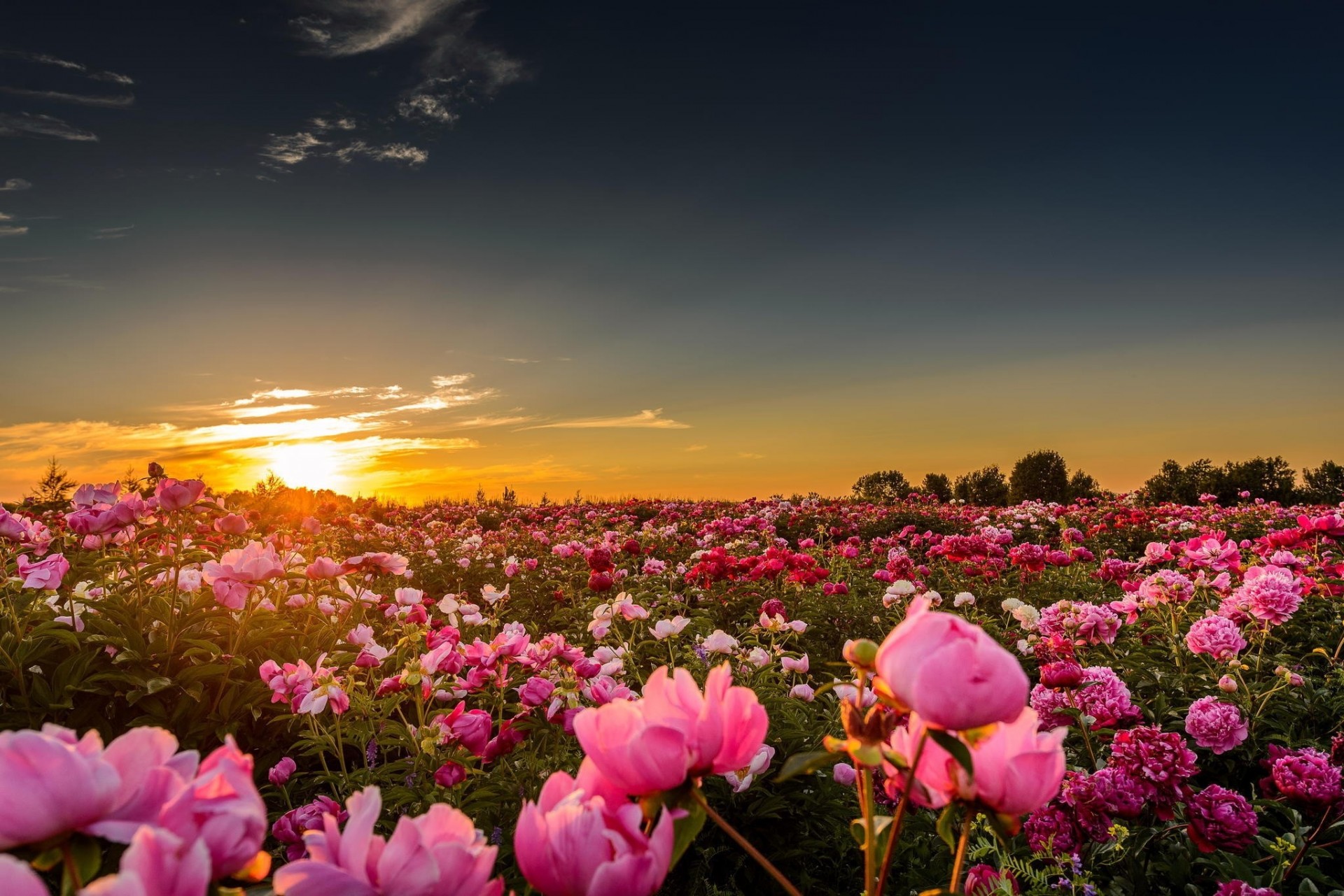 champ pivoines fleurs coucher de soleil nature