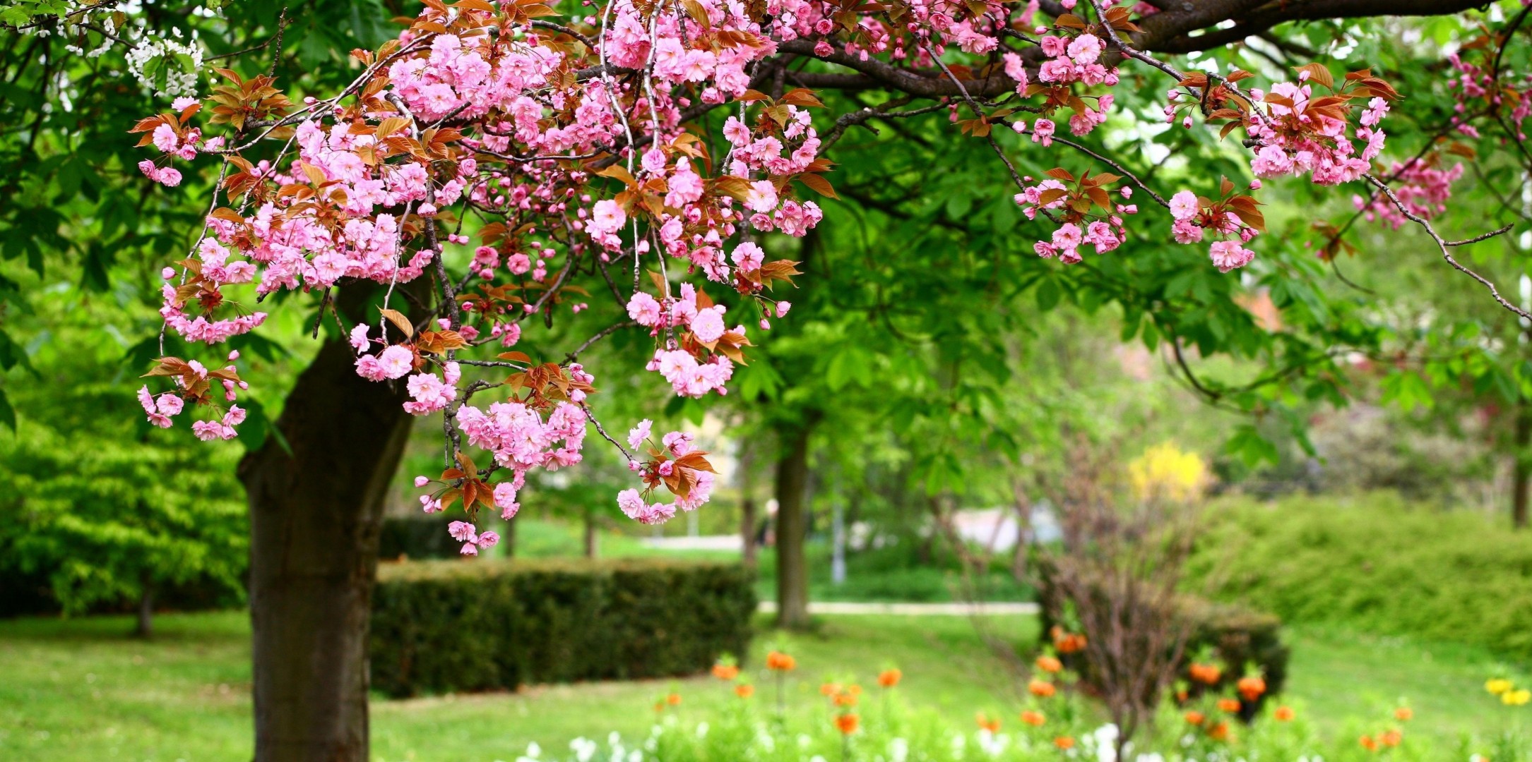 nitidezza fioritura primavera sakura giardino