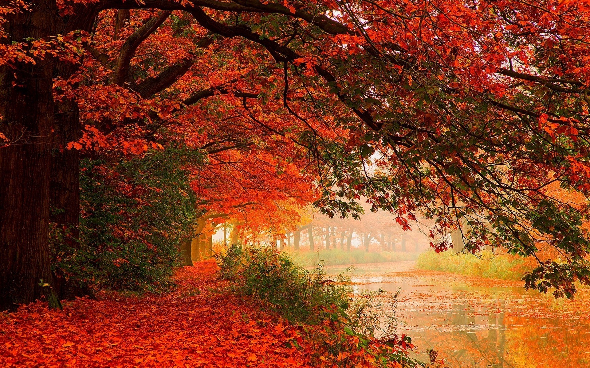 foglia stagioni fiume alberi autunno riflessione