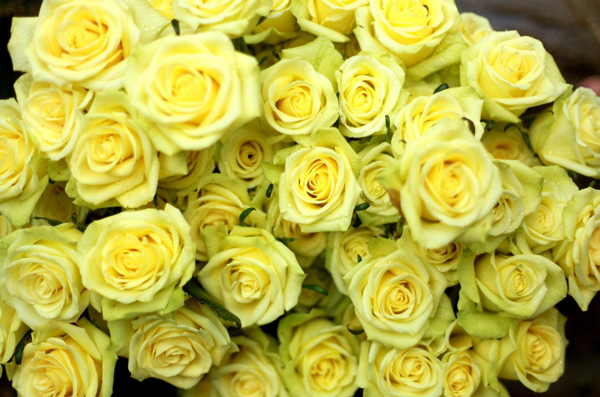 falls roses bouquet yellow flower wet