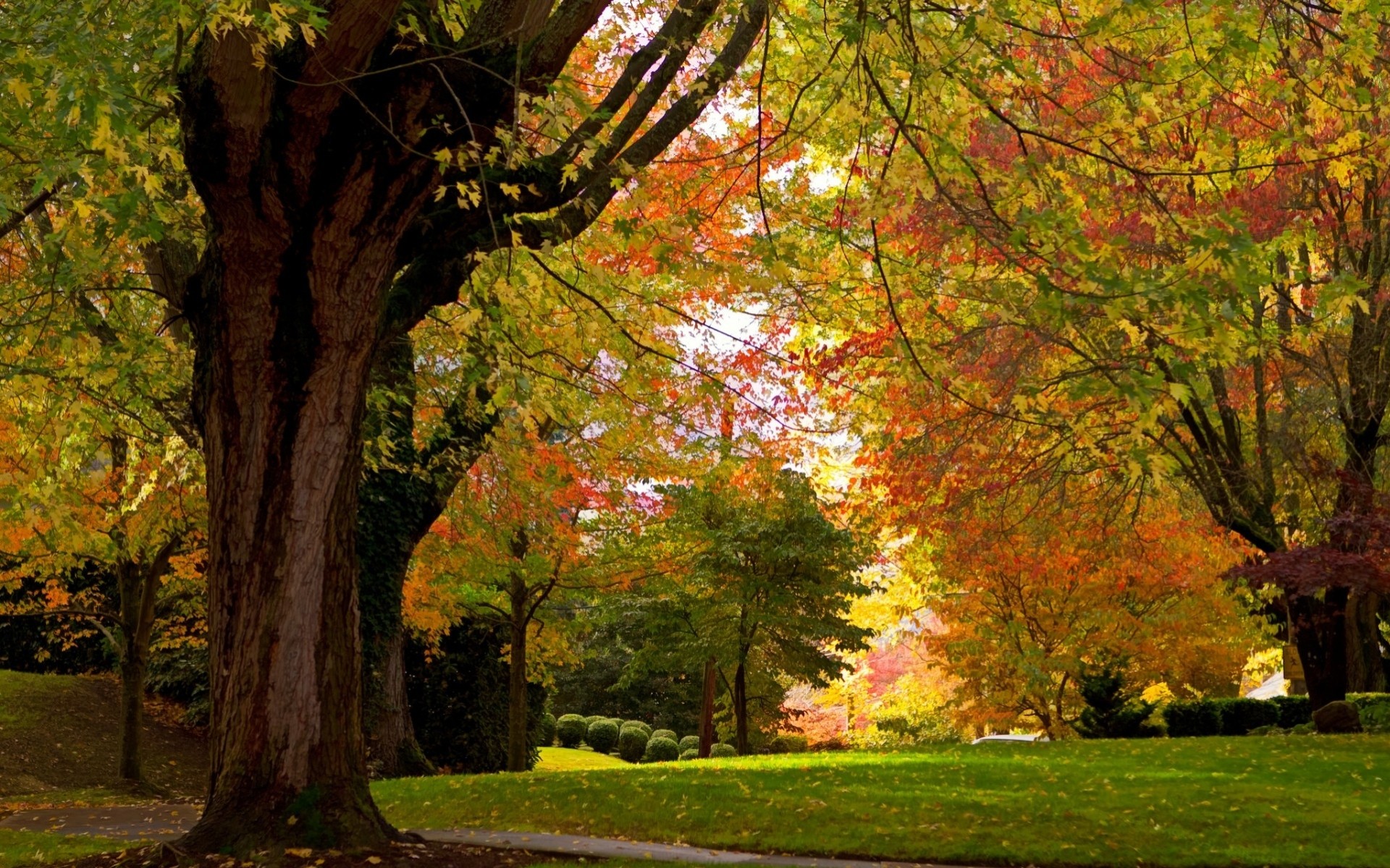 herbst bäume landschaften park