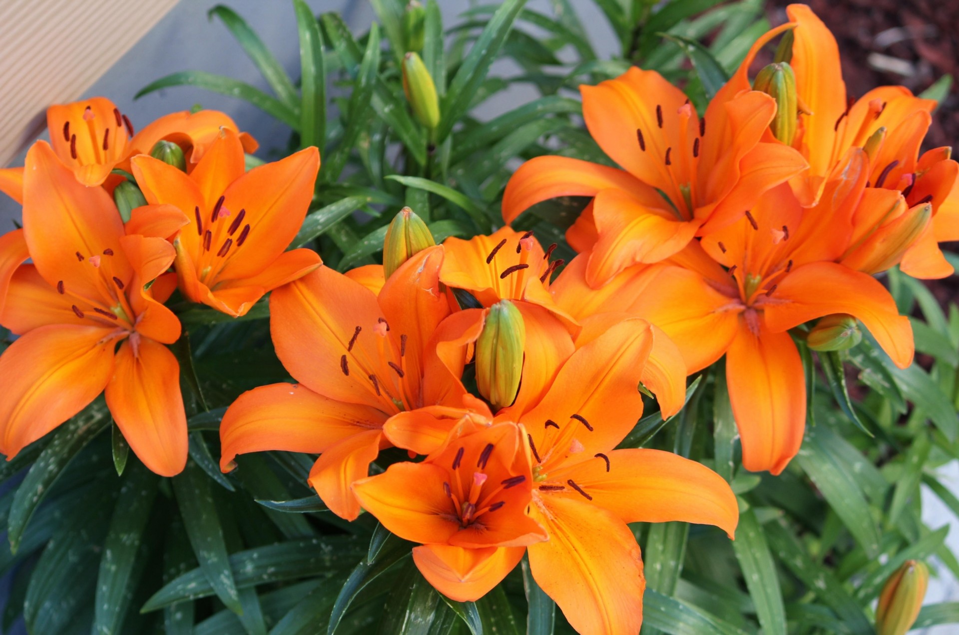 orange lys lumineux fleurs