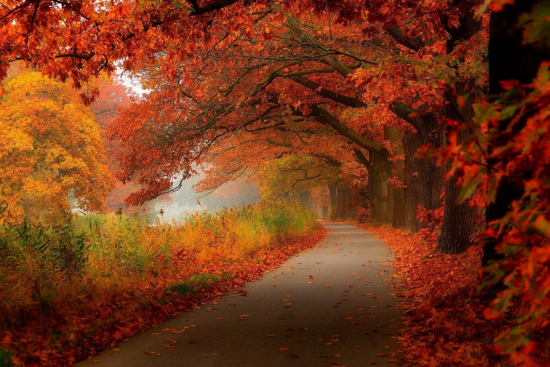 liść natura las spacer jesień palmy park