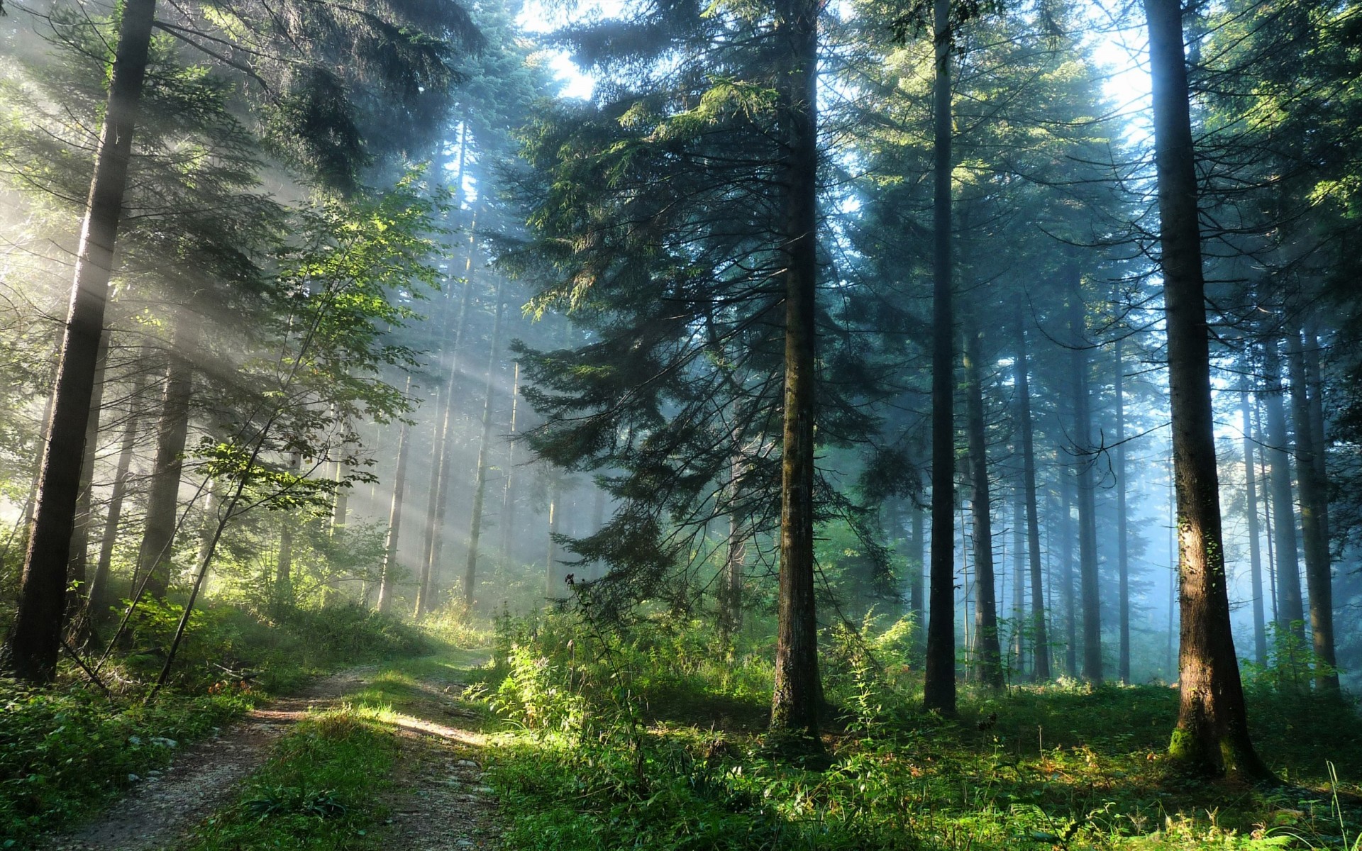 strada foresta alberi pini