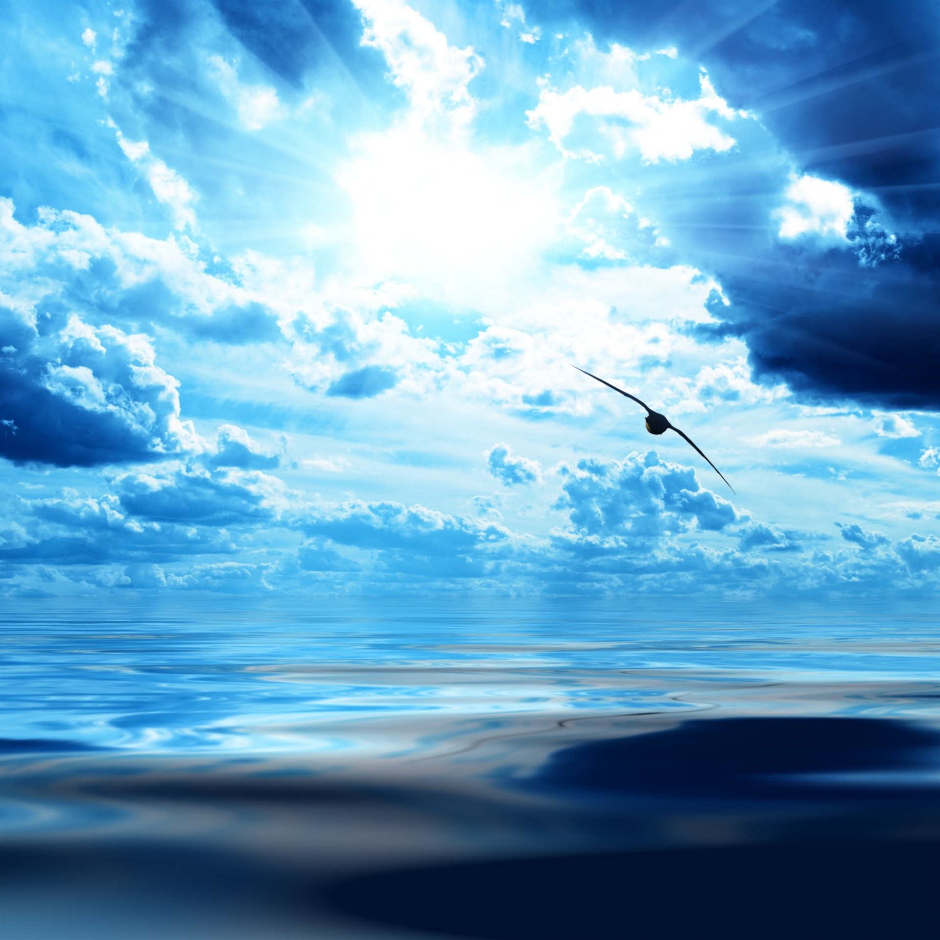 clouds birds light sky blue sun sea surface height wings white