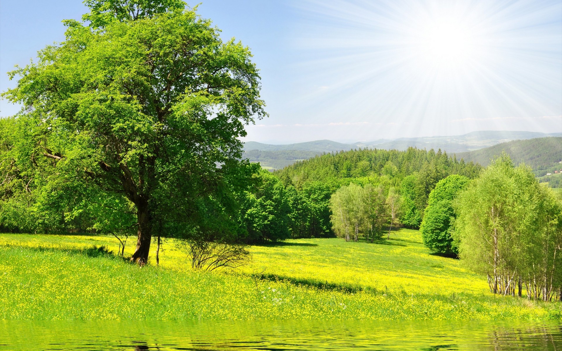 un tree meadow grass water