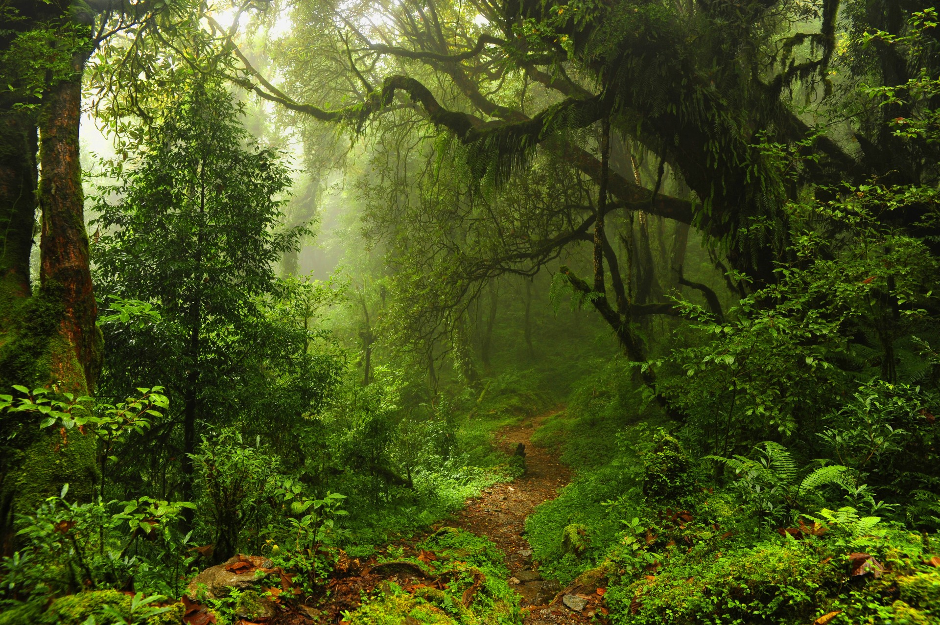 árboles camino bosque selva naturaleza