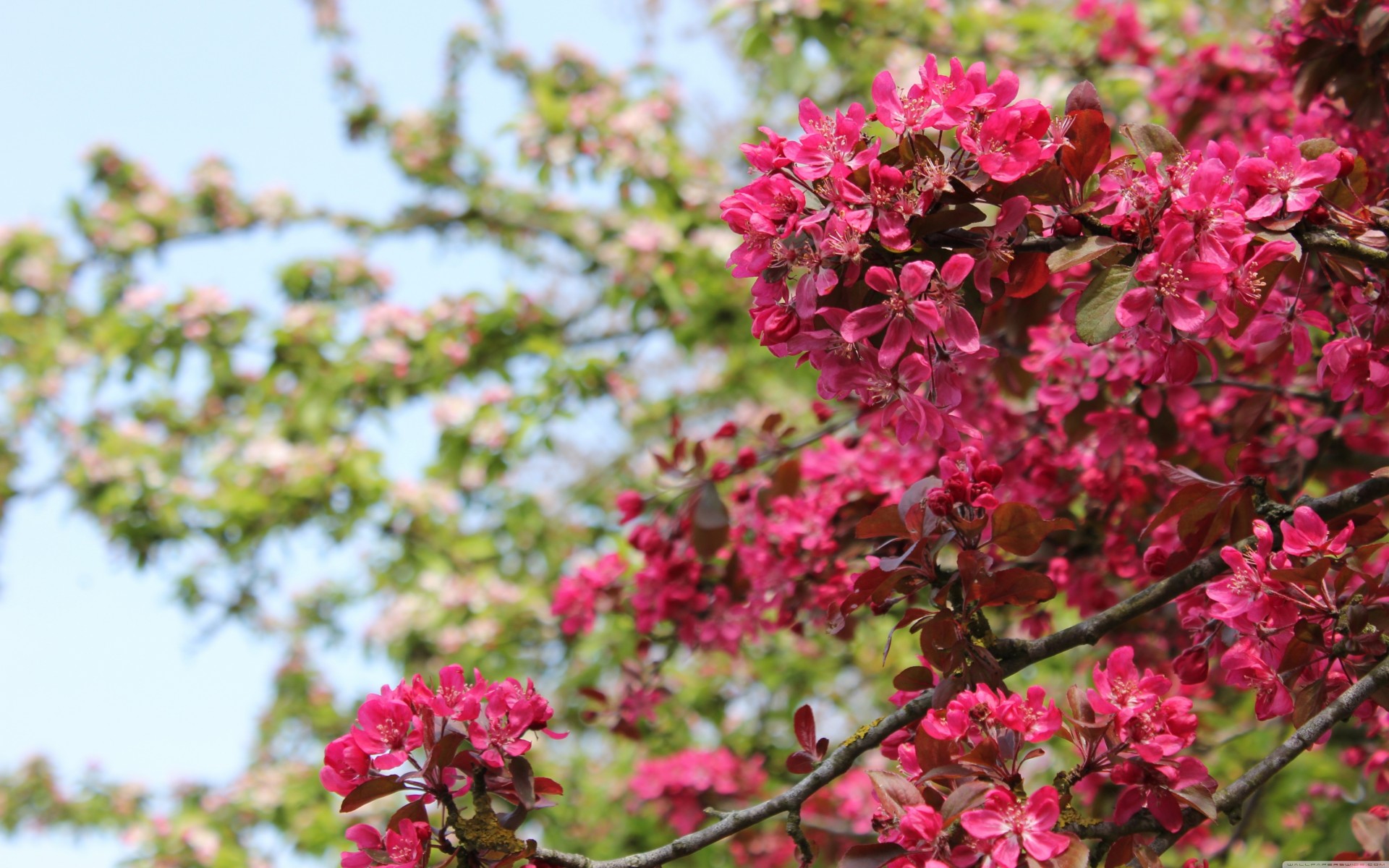 bei fiori carino di alta qualità fiori rosa