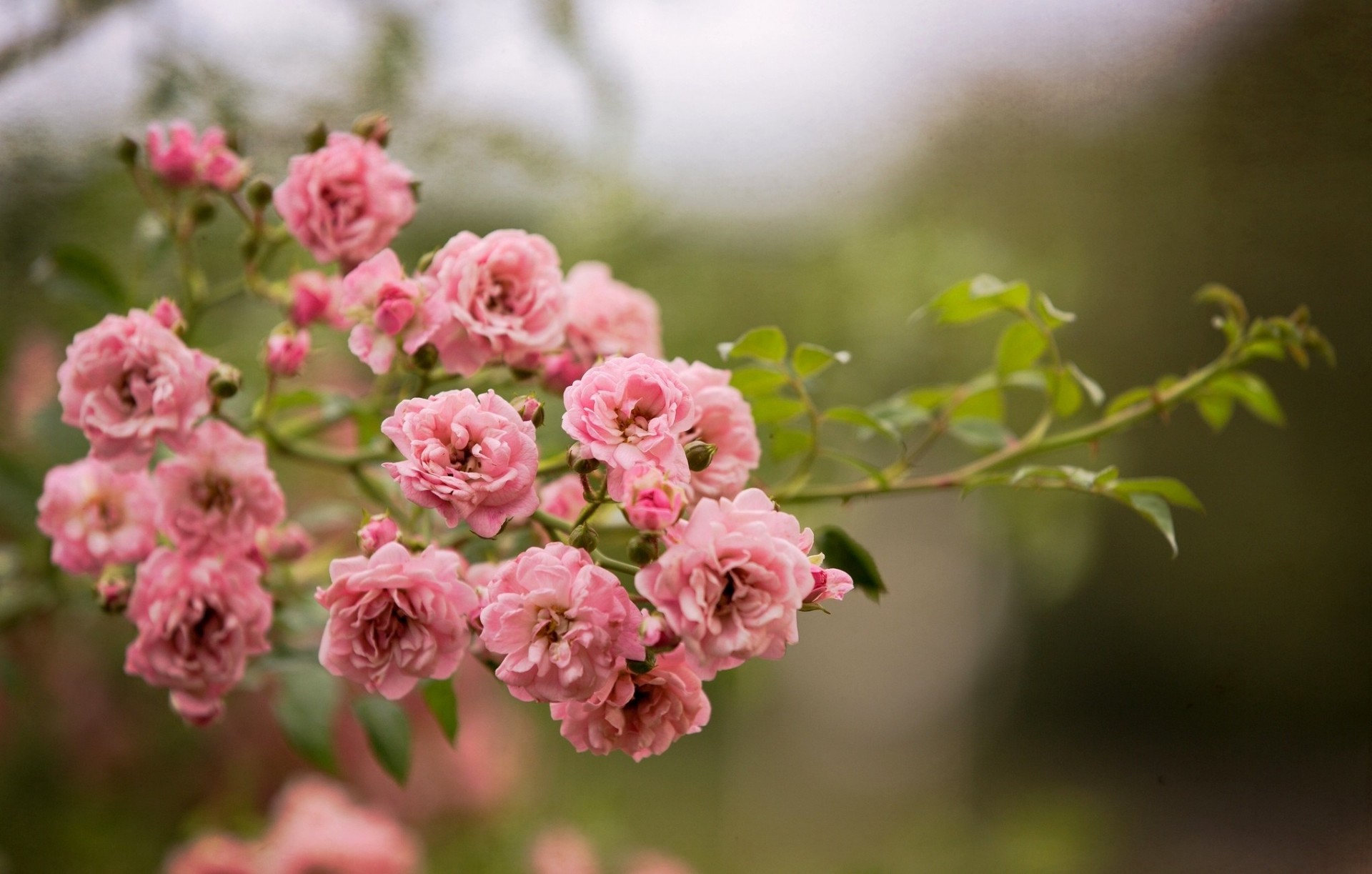 bush roses nature flower pink branch