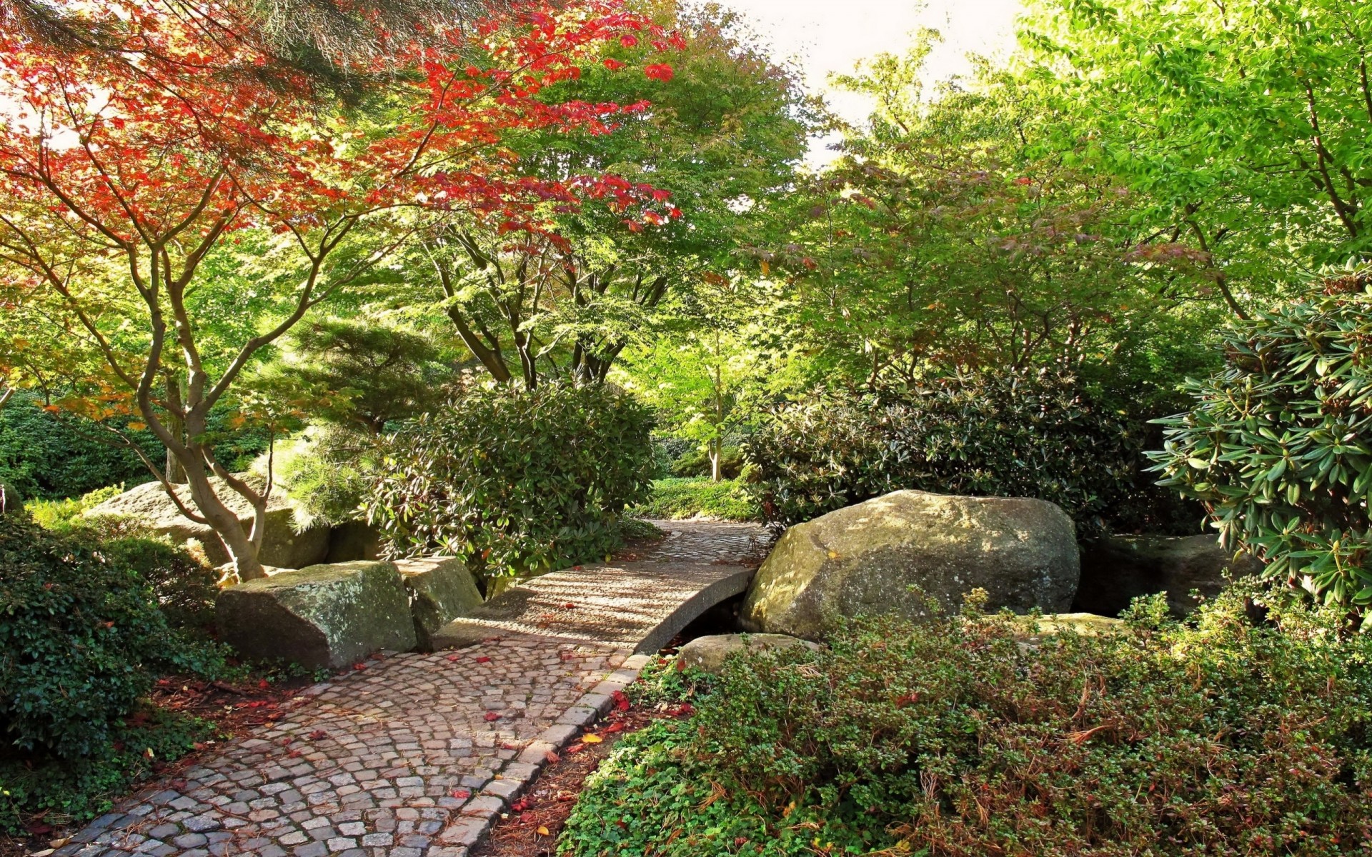 pietre foglia alberi autunno sentiero giardino