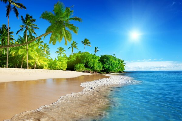 Sunny sea beach with palm trees