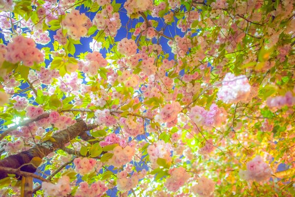 Spring flowering of the beautiful sakura