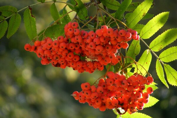 Makro Pinsel Eberesche im Sonnenlicht