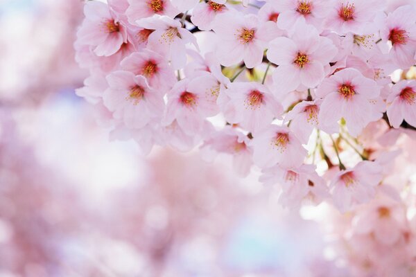 Blooming spring cherry blossoms