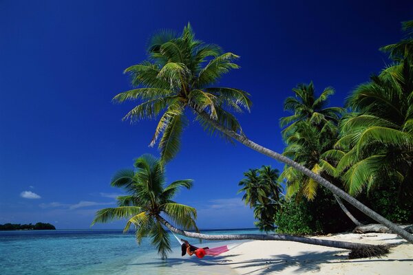 Palm trees with hammock on the background of Paradise Bay