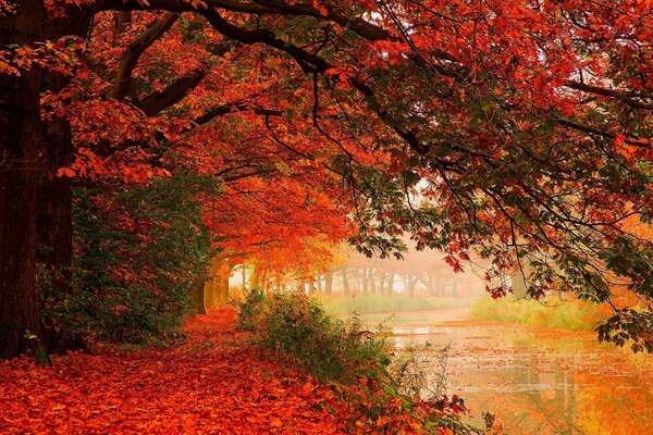 Forêt d automne dans les arbres écarlates sur la rivière