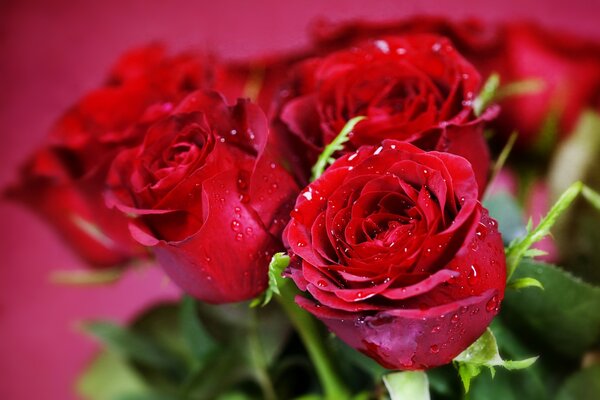 Ramo de rosas rojas con gotas de rocío