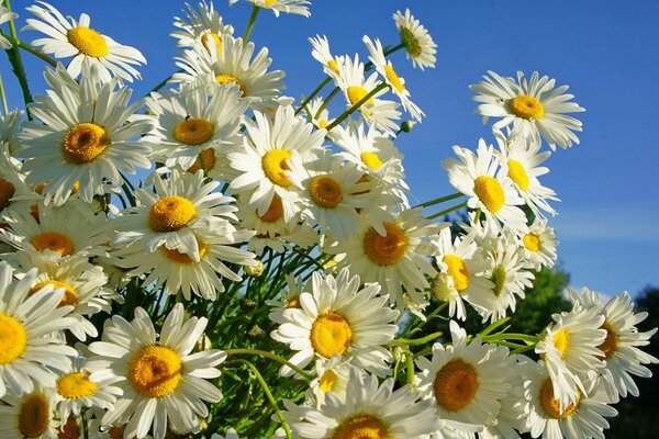 Sun, sky and field daisies