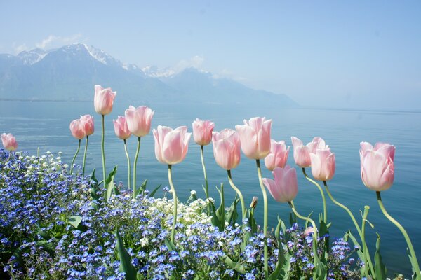 Pink tulips on the background of mountains