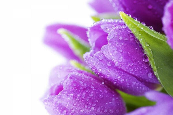 Bouquet of purple tulips