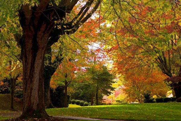 Paisaje de árboles de otoño en el parque