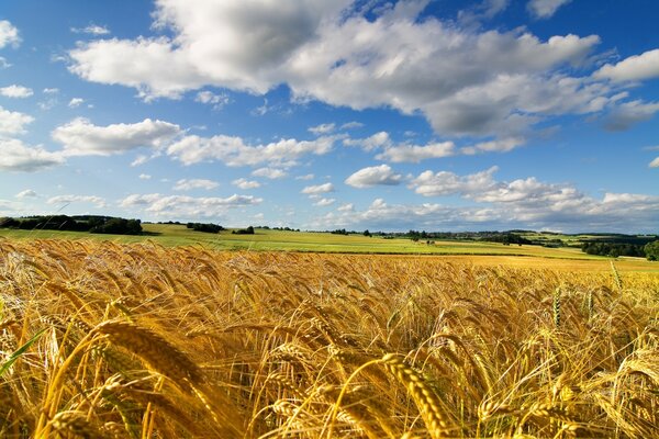 Campo de espigas de trigo dorado