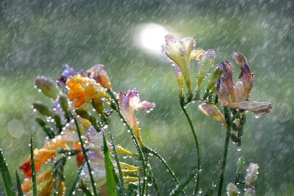 Regen fällt auf Blumen